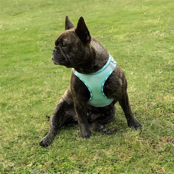 Dog Collar Harness And Lead Set high quality